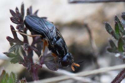 <i>Chyliza extenuata</i>
