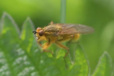<i>Scathophaga stercoraria</i>