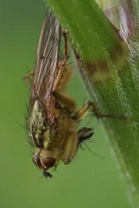 <i>Scathophaga stercoraria</i>