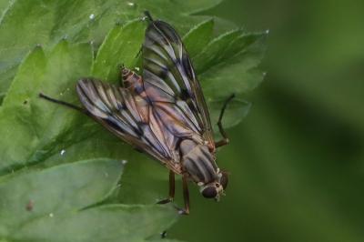 <i>Rhagio scolopaceus</i>