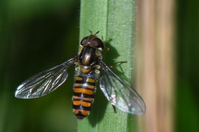 <i>Episyrphus balteatus</i>