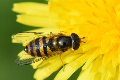 <i>Epistrophe melanostoma</i>