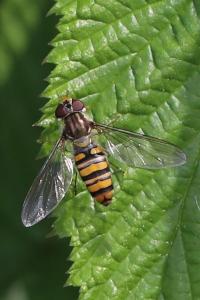 <i>Episyrphus balteatus</i>