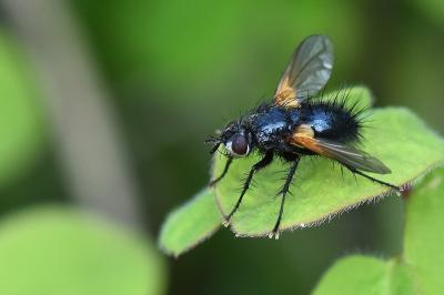 <i>Zophomyia temula</i>
