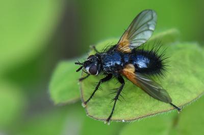 <i>Zophomyia temula</i>
