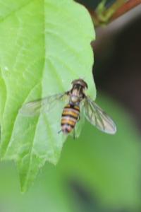 <i>Episyrphus balteatus</i>