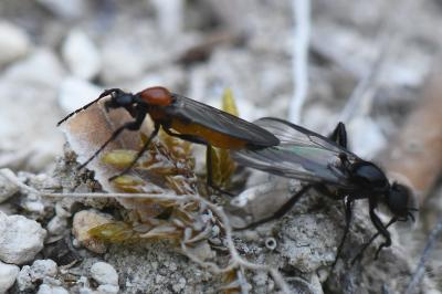 <i>Bibio anglicus</i>