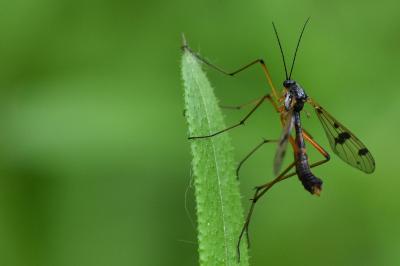 <i>Ptychoptera contaminata</i>