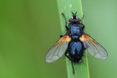 <i>Zophomyia temula</i>