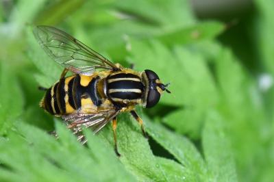 <i>Helophilus pendulus</i>