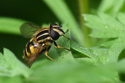 <i>Helophilus pendulus</i>