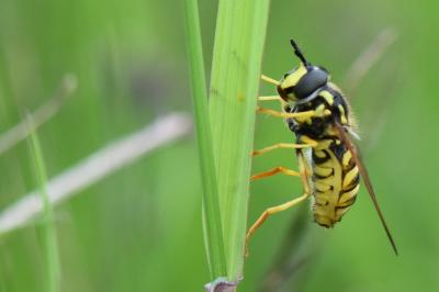 <i>Chrysotoxum cautum</i>