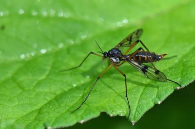 <i>Ptychoptera contaminata</i>