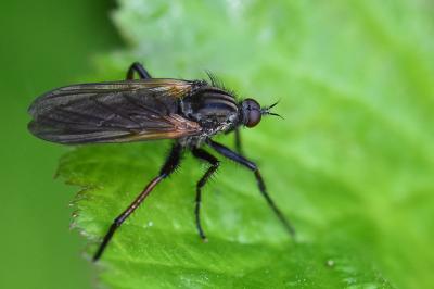Empis marqueté