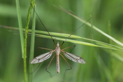 <i>Tipula vernalis</i>