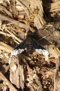 <i>Hemipenthes morio</i>