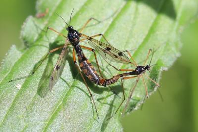 <i>Ptychoptera contaminata</i>