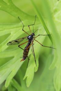 <i>Ptychoptera contaminata</i>
