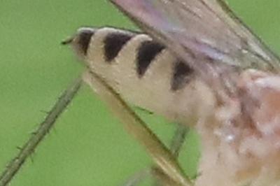 <i>Neurigona quadrifasciata</i>
