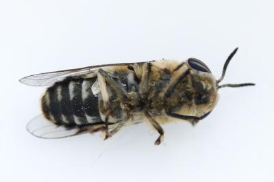 <i>Heptatoma pellucens</i>