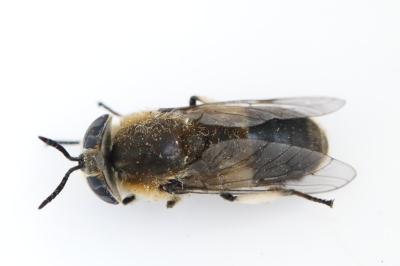 <i>Heptatoma pellucens</i>