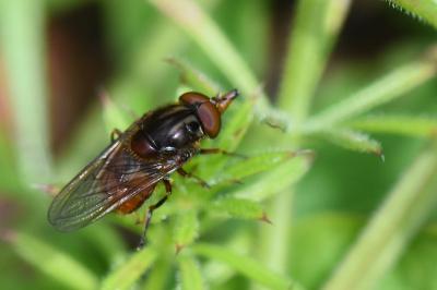 <i>Rhingia campestris</i>