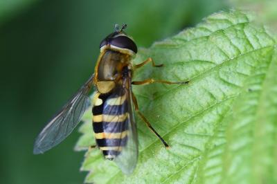 Syrphus ribesii