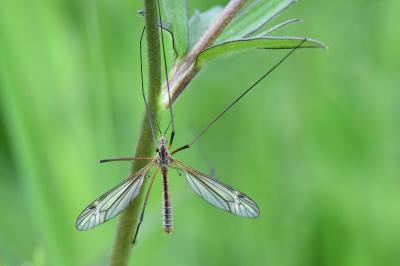 <i>Tipula vernalis</i>