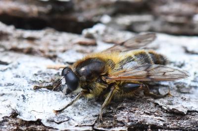 <i>Brachypalpus valgus</i>