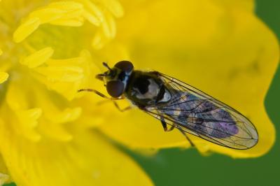 Platycheirus scutatus