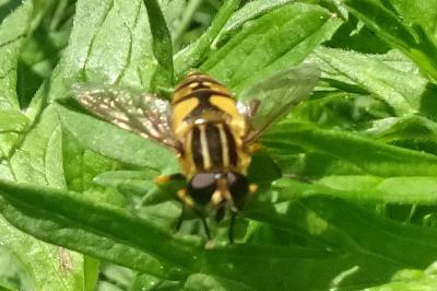 <i>Helophilus pendulus</i>