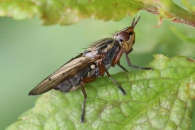 <i>Dorycera graminum</i>