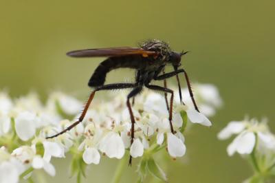 Empis marqueté