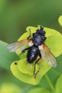 <i>Zophomyia temula</i>