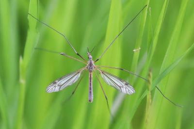 <i>Tipula vernalis</i>