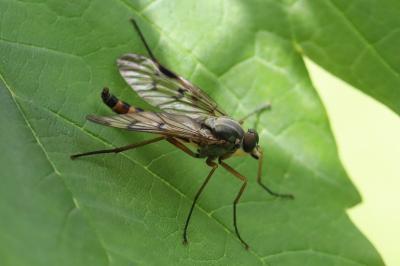 <i>Rhagio scolopaceus</i>