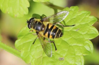 <i>Myathropa florea</i>