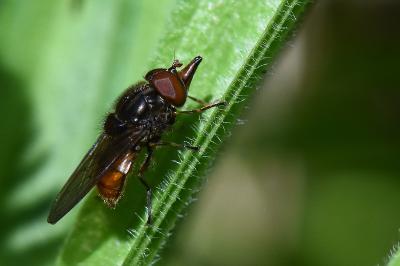<i>Rhingia campestris</i>