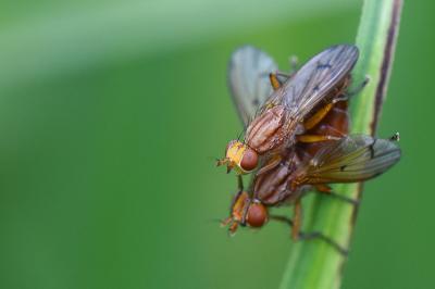 <i>Tetanocera arrogans</i>