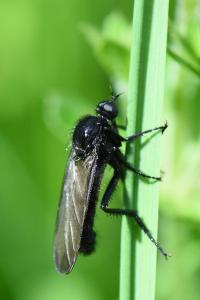 <i>Empis ciliata</i>