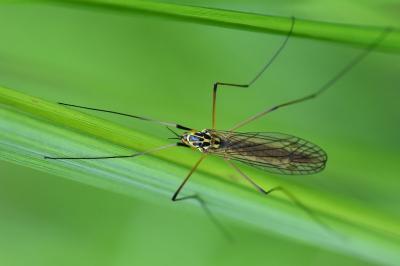 <i>Nephrotoma appendiculata</i>