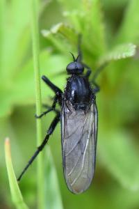 <i>Empis ciliata</i>