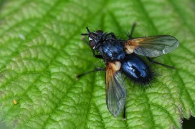 <i>Zophomyia temula</i>
