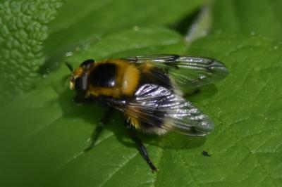 <i>Volucella bombylans</i>