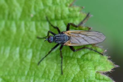 Empis marqueté