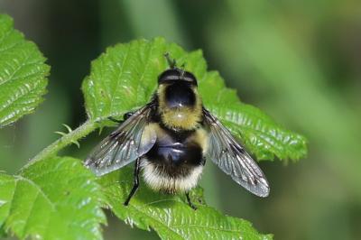 <i>Volucella bombylans</i>
