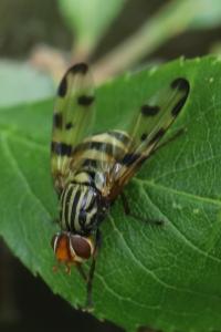 <i>Otites porcus</i>
