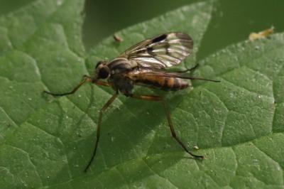 <i>Rhagio scolopaceus</i>