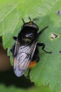 <i>Volucella bombylans</i>