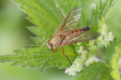 <i>Rhagio tringarius</i>
